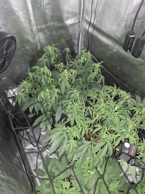 Thin Mint Kiwi Auto. Week 6
