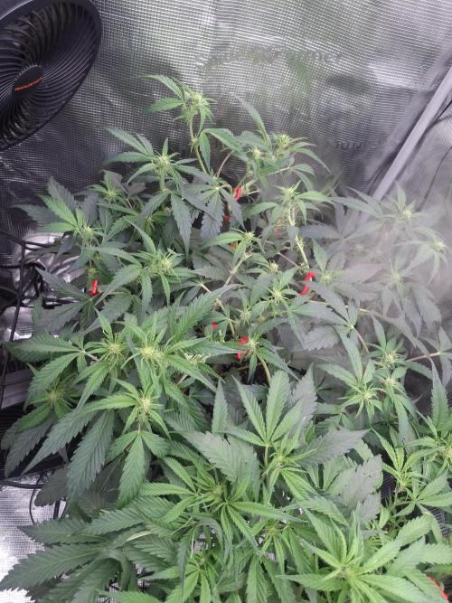Thin Mint Kiwi Auto. Week 7