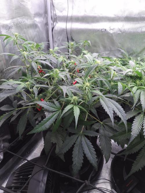 Thin Mint Kiwi Auto. Week 7