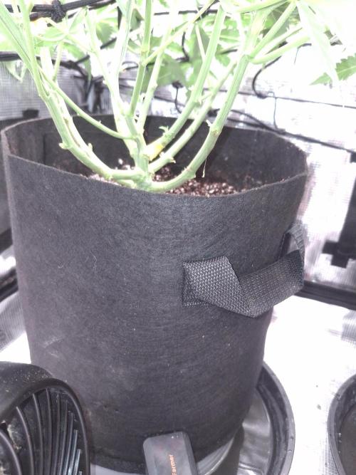 Thin Mint Kiwi Auto. Week 7