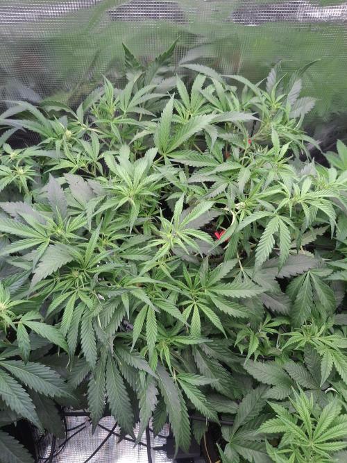 Thin Mint Kiwi Auto. Week 7