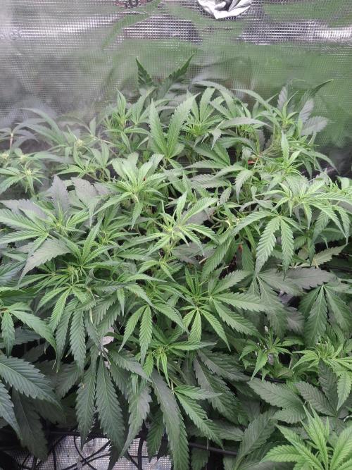 Thin Mint Kiwi Auto. Week 7