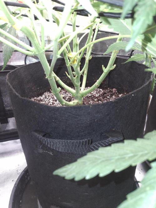 Thin Mint Kiwi Auto. Week 7