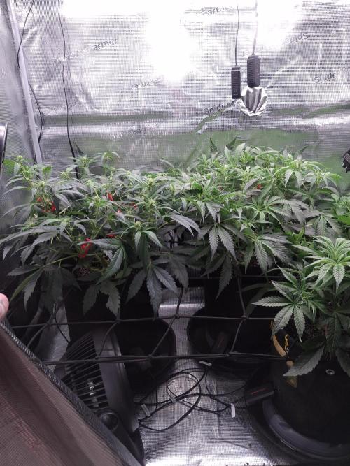 Thin Mint Kiwi Auto. Week 7