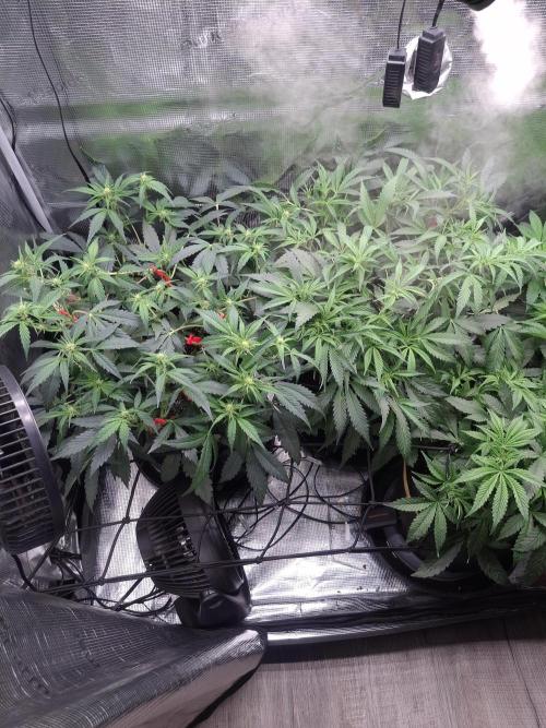 Thin Mint Kiwi Auto. Week 7