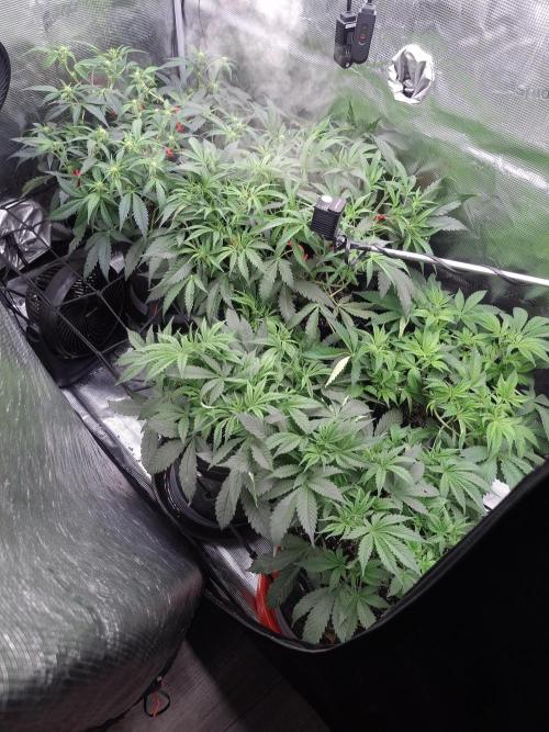 Happy Frog Potting Soil. Week 7