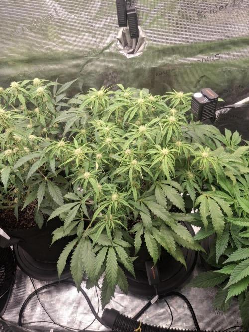 Thin Mint Kiwi Auto. Week 8