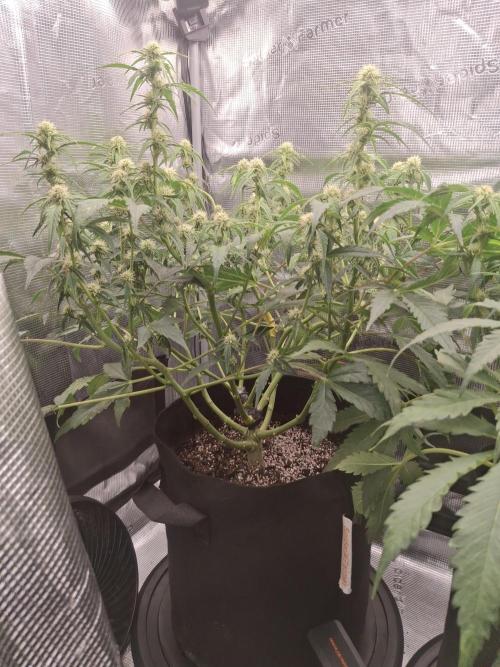 Thin Mint Kiwi Auto. Week 8