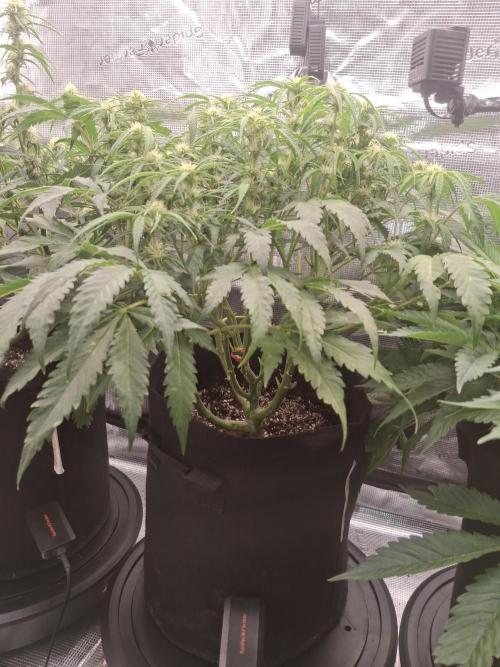 Thin Mint Kiwi Auto. Week 8