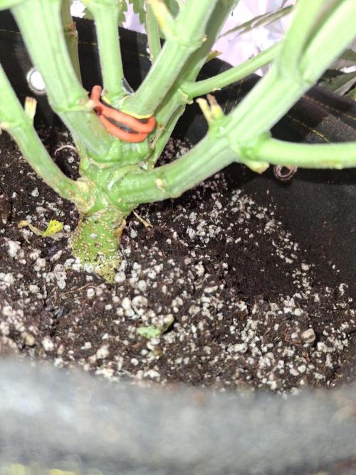 Thin Mint Kiwi Auto. Week 8