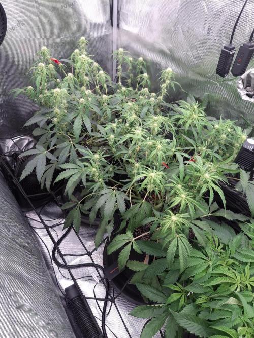 Thin Mint Kiwi Auto. Week 8