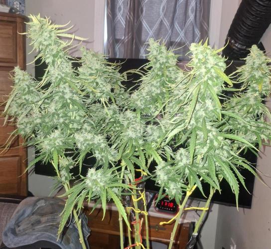 Sensi Sticky Orange XXL. Week 14