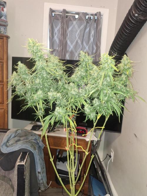 Sensi Sticky Orange XXL. Week 14