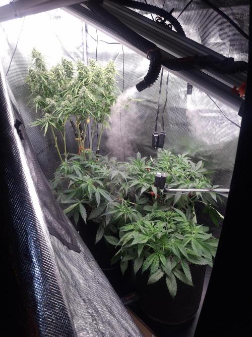 Sensi Sticky Orange XXL. Week 14