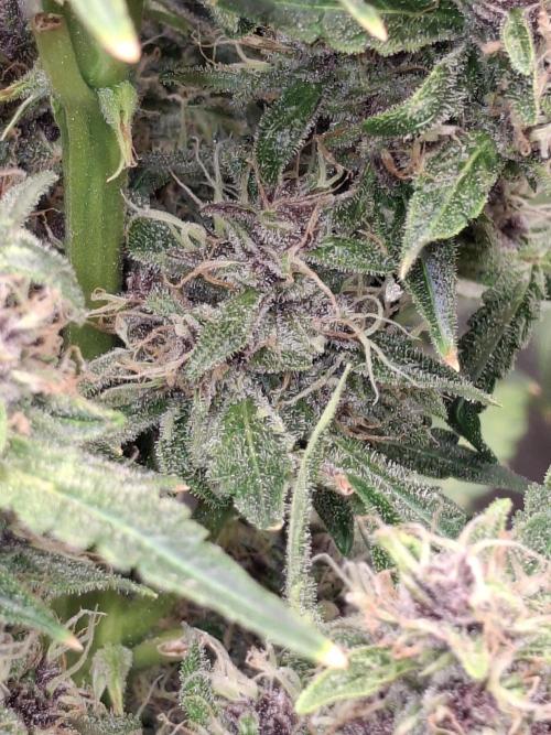 Sensi Sticky Orange XXL. Week 14