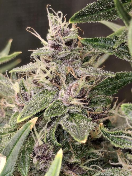 Sensi Sticky Orange XXL. Week 14