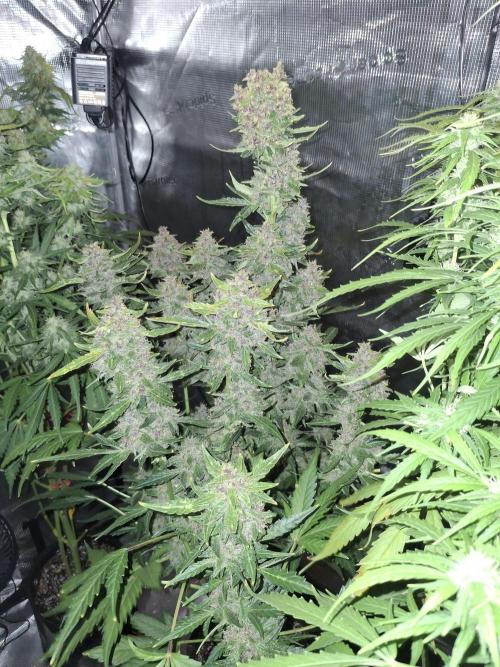 Sensi Sticky Orange XXL. Week 14