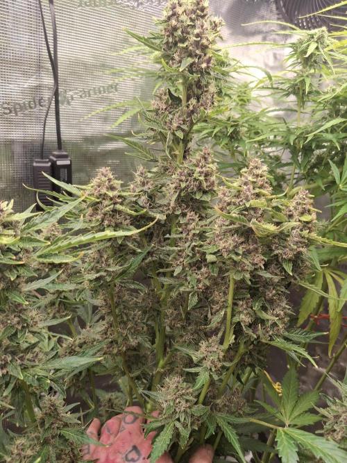 Sensi Sticky Orange XXL. Week 14