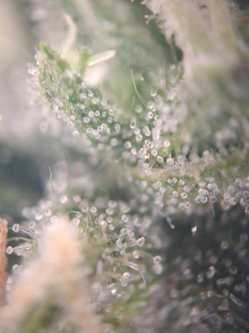 Sensi Sticky Orange XXL. Week 14