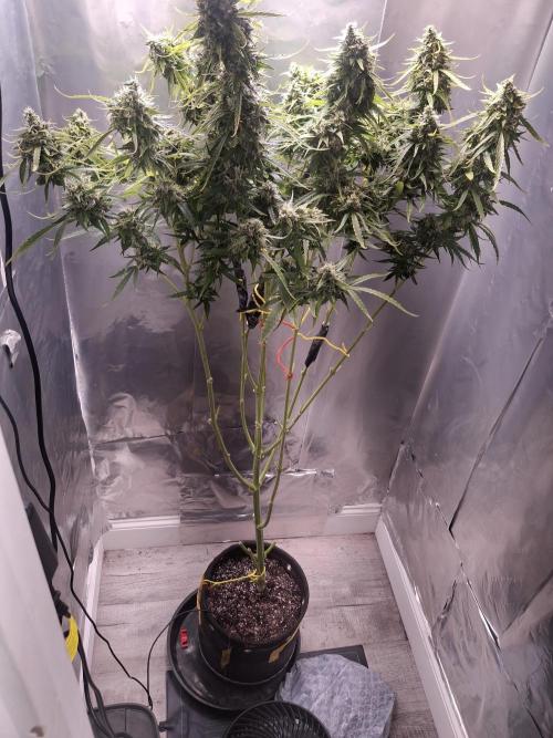 Sensi Sticky Orange XXL. Week 14