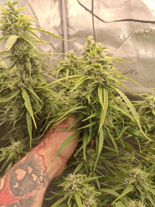 Sensi Sticky Orange XXL. Week 14