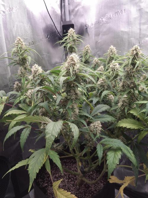 Thin Mint Kiwi Auto. Week 9