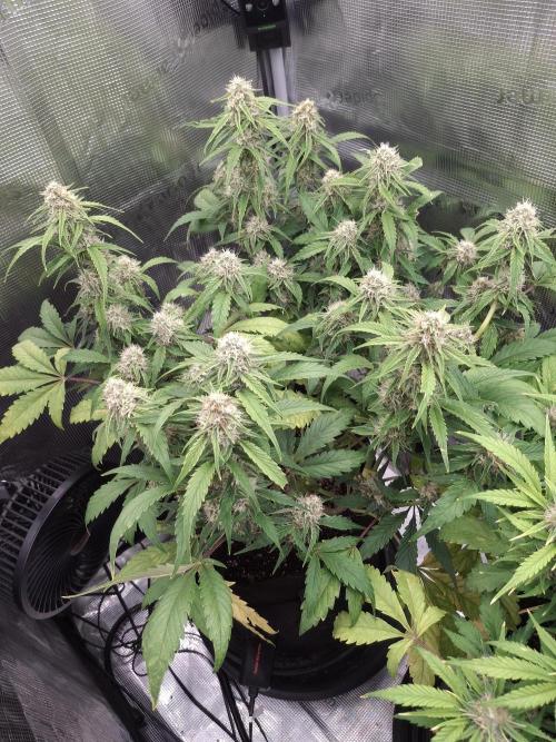 Thin Mint Kiwi Auto. Week 9
