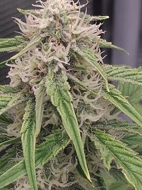 Thin Mint Kiwi Auto. Week 9
