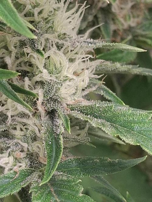 Thin Mint Kiwi Auto. Week 9