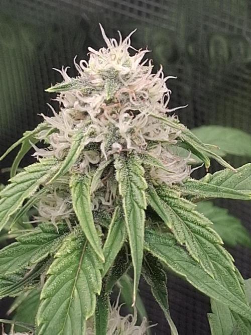 Thin Mint Kiwi Auto. Week 9