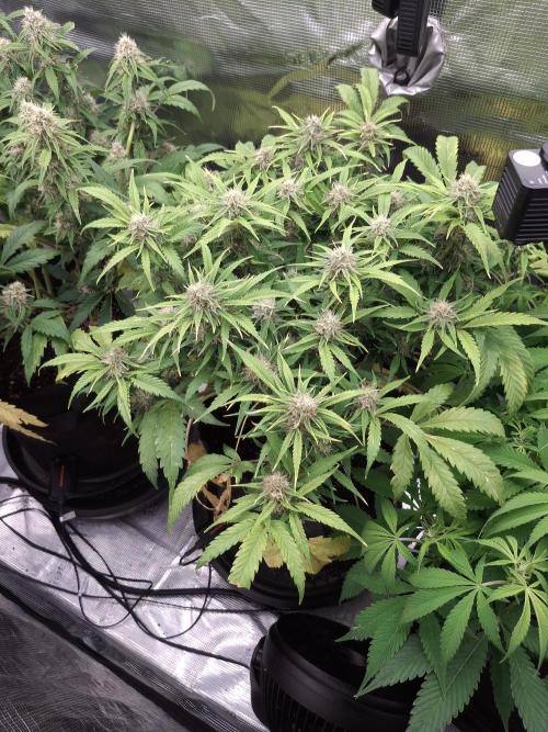 Thin Mint Kiwi Auto. Week 9