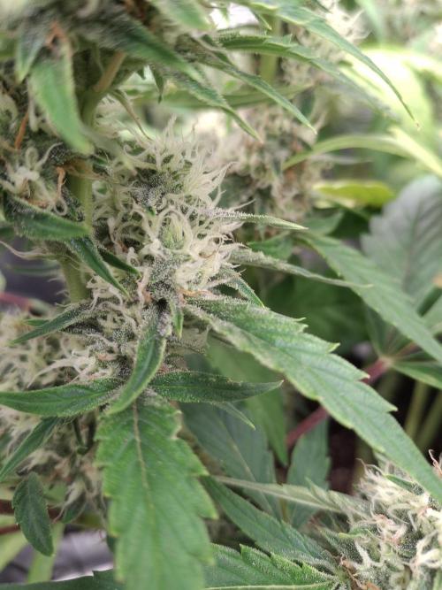 Thin Mint Kiwi Auto. Week 9