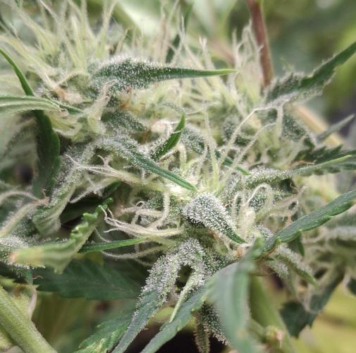Thin Mint Kiwi Auto. Week 9