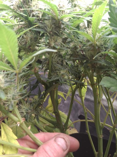Thin Mint Kiwi Auto. Week 9