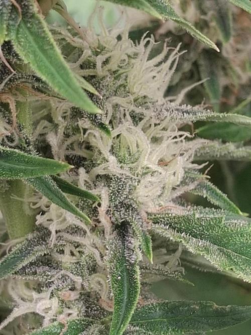 Thin Mint Kiwi Auto. Week 9