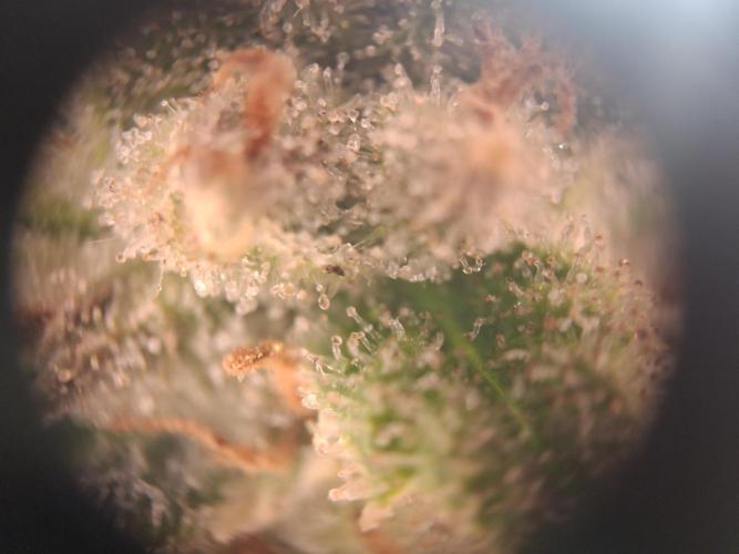 Thin Mint Kiwi Auto. Week 10