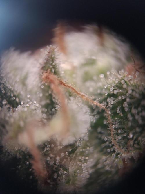 Thin Mint Kiwi Auto. Week 10