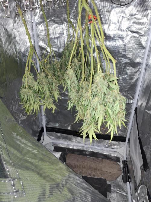 Thin Mint Kiwi Auto. Week 10