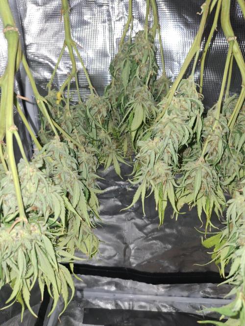 Thin Mint Kiwi Auto. Week 10