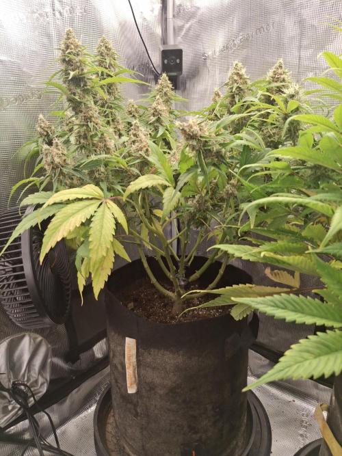 Thin Mint Kiwi Auto. Week 10
