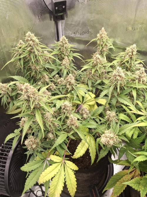 Thin Mint Kiwi Auto. Week 10