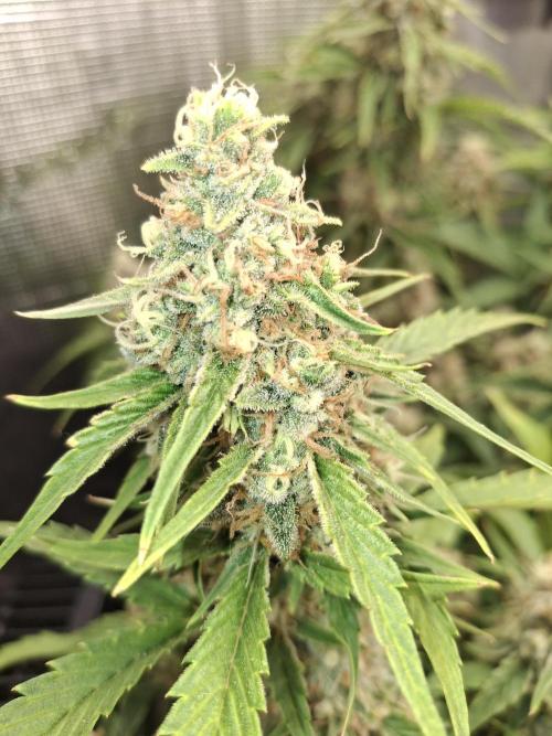 Thin Mint Kiwi Auto. Week 10