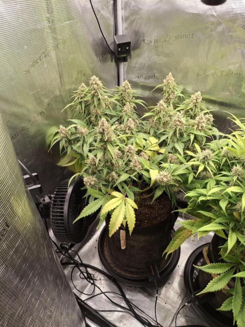 Thin Mint Kiwi Auto. Week 10