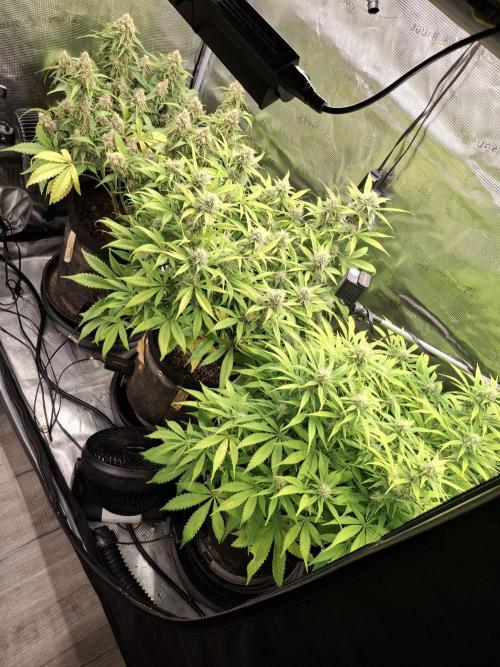 Thin Mint Kiwi Auto. Week 10