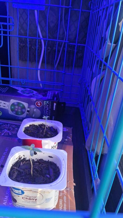 Dylan Mcmurphy. Week 0 - Strawberry cheesecake indica dominate