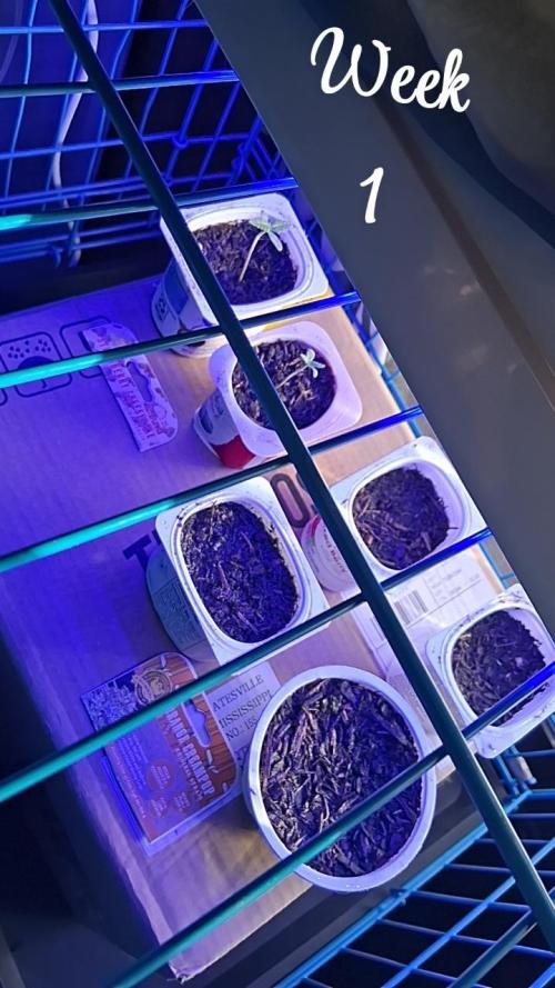 Dylan Mcmurphy. Week 0 - Both strains