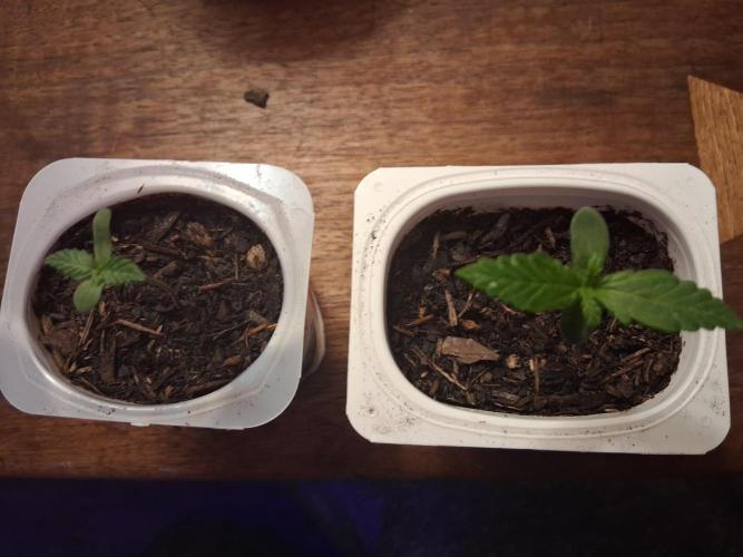 Dylan Mcmurphy. Week 0 - Strawberry cheesecake 