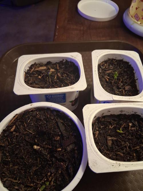 NugGrowz Orange CreamPop. Week 0 - Orange creampop 30% THC sativa dominate.