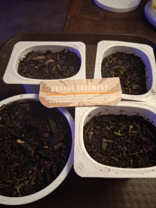 NugGrowz Orange CreamPop. Week 0 - Orange creampop 30% THC sativa dominate