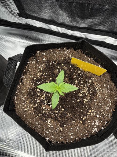 Growfirst. Week 2